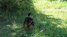 Золотистая 2.jpg (261.32 КБ, Просмотров: 2657) Золотистая 2.jpg