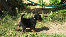 Золотистая 1.jpg (287.81 КБ, Просмотров: 3055) Золотистая 1.jpg