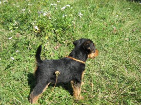 Коричневый 2.jpg (343.83 КБ, Просмотров: 3055) Коричневый 2.jpg