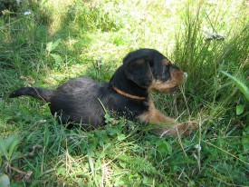 Коричневый 1.jpg (270.19 КБ, Просмотров: 2912) Коричневый 1.jpg