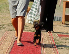 4 (Копировать).jpg (576.87 КБ, Просмотров: 2444) 4 (Копировать).jpg