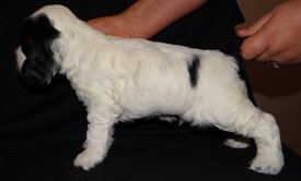 2.jpg (144.41 КБ, Просмотров: 1984) 2.jpg