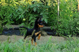 оксик (Копировать).jpg (508.22 КБ, Просмотров: 2449) оксик (Копировать).jpg