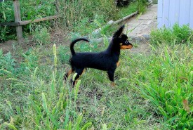 Окси (Копировать).jpg (742.7 КБ, Просмотров: 2441) Окси (Копировать).jpg