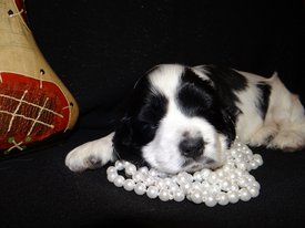 5.jpg (254.52 КБ, Просмотров: 1984) 5.jpg