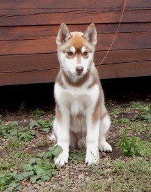 image.jpg (240.41 КБ, Просмотров: 1438) image.jpg