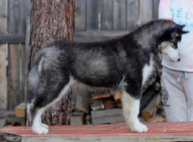 image.jpg (214.92 КБ, Просмотров: 1438) image.jpg