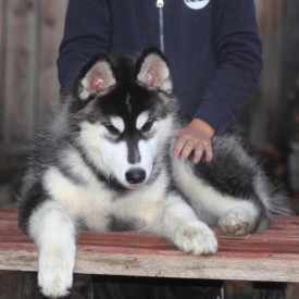 image.jpg (216.52 КБ, Просмотров: 1435) image.jpg