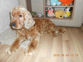 2.jpg (70.76 КБ, Просмотров: 1982) 2.jpg