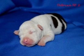 UX7AOd639f8.jpg (77.69 КБ, Просмотров: 1976) UX7AOd639f8.jpg