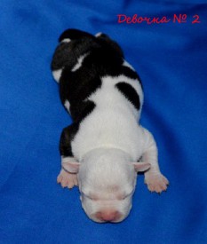 xGjg8o3CasQ.jpg (69.25 КБ, Просмотров: 1976) xGjg8o3CasQ.jpg