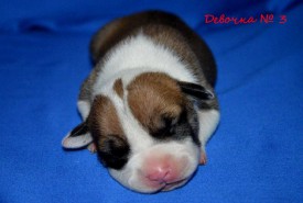 qcQyZSOq5WU.jpg (89.67 КБ, Просмотров: 1976) qcQyZSOq5WU.jpg