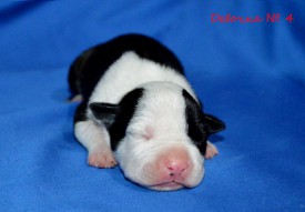 aHsP7-ckPhk.jpg (78.92 КБ, Просмотров: 1976) aHsP7-ckPhk.jpg