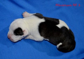 7IDuaN1K1nU.jpg (95.16 КБ, Просмотров: 1976) 7IDuaN1K1nU.jpg