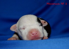 eB35oI2UlAk.jpg (64.71 КБ, Просмотров: 1681) eB35oI2UlAk.jpg