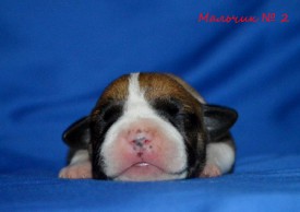 S9BASP_G9Dk.jpg (72.69 КБ, Просмотров: 1976) S9BASP_G9Dk.jpg