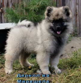 image (7).jpg (166.83 КБ, Просмотров: 3394) image (7).jpg