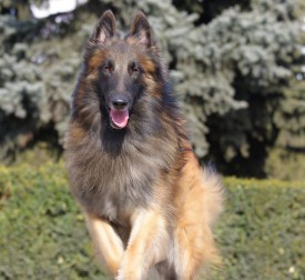 995913_289649811172327_1812490133_n.jpg (67.5 КБ, Просмотров: 1878) 995913_289649811172327_1812490133_n.jpg