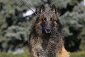 995913_289649817838993_545215652_n.jpg (50.01 КБ, Просмотров: 1878) 995913_289649817838993_545215652_n.jpg