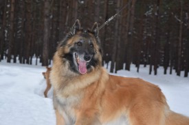 0_ce6d6_57483cbd_L.jpeg (32.65 КБ, Просмотров: 1877) 0_ce6d6_57483cbd_L.jpeg