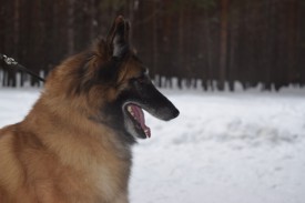 0_ce7b4_e7cd348f_L.jpeg (24.99 КБ, Просмотров: 1871) 0_ce7b4_e7cd348f_L.jpeg