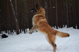 10961933_667738923337598_585144931_n.jpg (74.15 КБ, Просмотров: 1871) 10961933_667738923337598_585144931_n.jpg