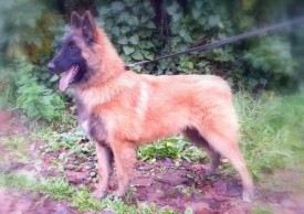 12023018_778742015570621_738750362_n.jpg (74.22 КБ, Просмотров: 1876) 12023018_778742015570621_738750362_n.jpg