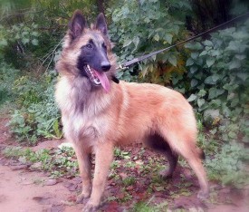 12032497_778742012237288_1360712710_n.jpg (87.92 КБ, Просмотров: 1870) 12032497_778742012237288_1360712710_n.jpg