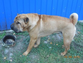 ramdisk_crop_137105666_gRGkwE3.jpg (36.12 КБ, Просмотров: 1519) ramdisk_crop_137105666_gRGkwE3.jpg