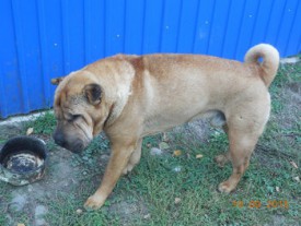 ramdisk_crop_137105739_SumQVH.jpg (30.76 КБ, Просмотров: 1521) ramdisk_crop_137105739_SumQVH.jpg