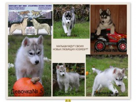 collageprintspah~1442927206653-657588e3-81fe-4e15-b475-ba577d52f238_L.jpg (162.97 КБ, Просмотров: 1451) collageprintspah~1442927206653-657588e3-81fe-4e15-b475-ba577d52f238_L.jpg