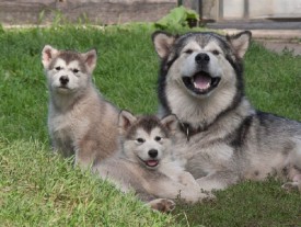 щенки-2-месяца---06.jpg (133.48 КБ, Просмотров: 1818) щенки-2-месяца---06.jpg