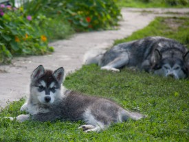 щенки-2-месяца---13.jpg (79.62 КБ, Просмотров: 1819) щенки-2-месяца---13.jpg