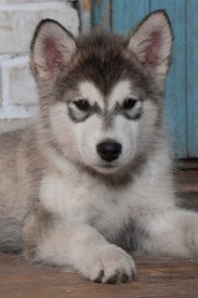 Глория Солнечный Зайчмк .jpg (59.98 КБ, Просмотров: 1819) Глория Солнечный Зайчмк .jpg