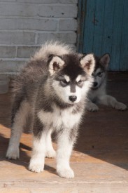 Грэйси Полярная Звезда.jpg (56.02 КБ, Просмотров: 1819) Грэйси Полярная Звезда.jpg