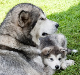 Гермиона-Снежная-Сказка-1683b-.jpg (143.34 КБ, Просмотров: 1800) Гермиона-Снежная-Сказка-1683b-.jpg
