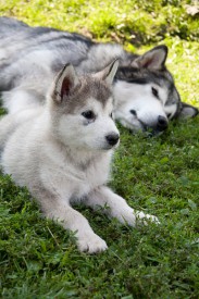 Галактика-1685c.jpg (93.13 КБ, Просмотров: 1805) Галактика-1685c.jpg