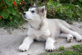 Гордая-Сибирячка-1684b.jpg (82.93 КБ, Просмотров: 1806) Гордая-Сибирячка-1684b.jpg