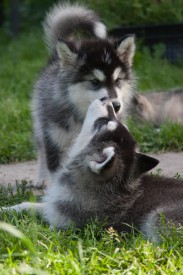 щенки-2-месяца---17.jpg (70.14 КБ, Просмотров: 1805) щенки-2-месяца---17.jpg