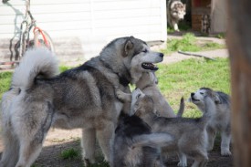 щенки-2-месяца---15.jpg (58.64 КБ, Просмотров: 1805) щенки-2-месяца---15.jpg