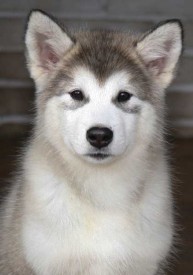 щенки-3-мес---014.jpg (22.67 КБ, Просмотров: 1767) щенки-3-мес---014.jpg