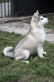 щенки-3-мес---008.jpg (40.42 КБ, Просмотров: 1772) щенки-3-мес---008.jpg