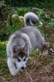 щенки-3-мес---004.jpg (41.37 КБ, Просмотров: 1767) щенки-3-мес---004.jpg