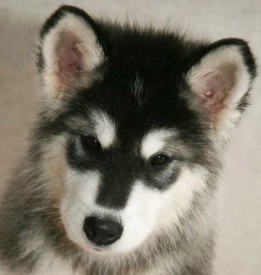 щенки-3-мес---013.jpg (93.59 КБ, Просмотров: 1767) щенки-3-мес---013.jpg