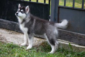 щенки-3-мес---010.jpg (40.65 КБ, Просмотров: 1772) щенки-3-мес---010.jpg