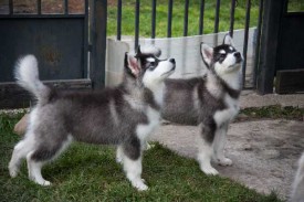 щенки-3-мес---009.jpg (34.8 КБ, Просмотров: 1772) щенки-3-мес---009.jpg