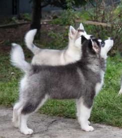 щенки-3-мес---007.jpg (59.14 КБ, Просмотров: 1773) щенки-3-мес---007.jpg