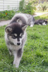 Грэйси Полярная Звезда 6.jpg (94.12 КБ, Просмотров: 1767) Грэйси Полярная Звезда 6.jpg