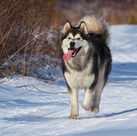 карлуки-весна24.jpg (100.94 КБ, Просмотров: 1741) карлуки-весна24.jpg