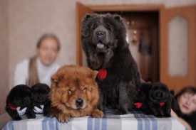 наша семья.jpg (41.27 КБ, Просмотров: 1329) наша семья.jpg